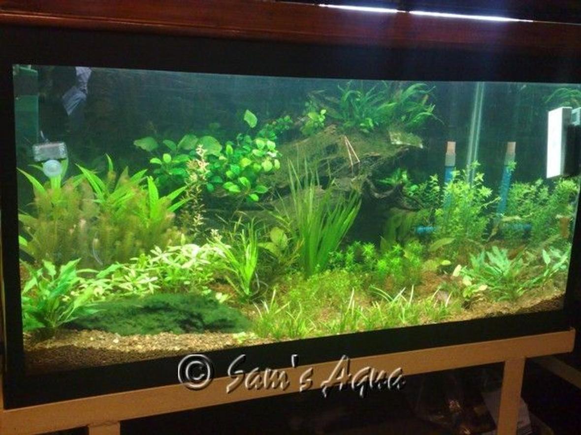 12 gallons planted tank (mostly live plants and fish) - my 4 feet planted tank