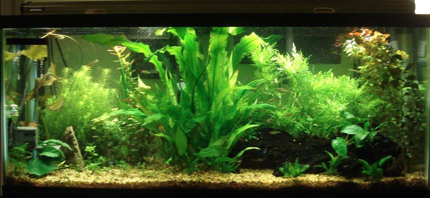 Rated #56: 55 Gallons Planted Tank - My 55 Gallon Tank