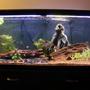 75 gallons freshwater fish tank (mostly fish and non-living decorations) - new version 3.0 of the Tank.