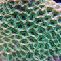 corals inverts - favites spp. - brain coral, favites stocking in 28 gallons tank - grapes of wrath