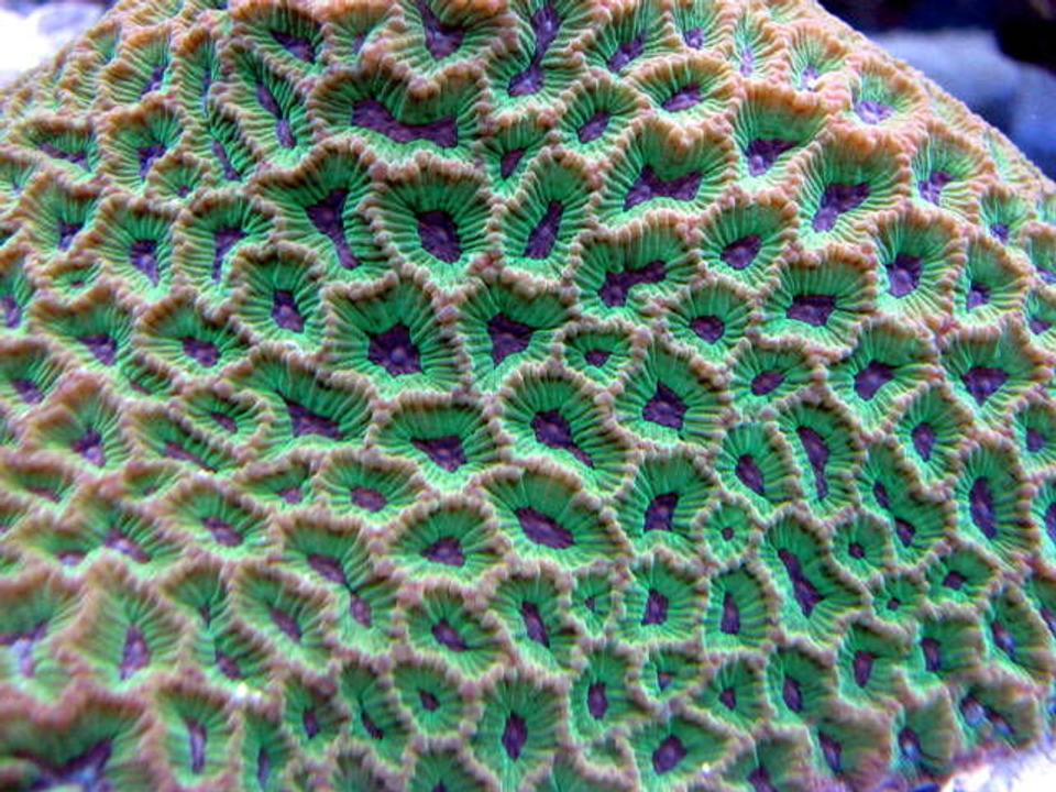 corals inverts - favites spp. - brain coral, favites stocking in 28 gallons tank - grapes of wrath