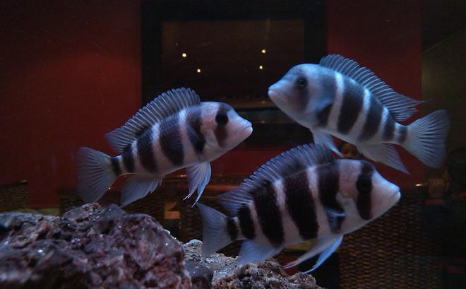 freshwater fish - cyphotilapia frontosa - frontosa cichlid stocking in 185 gallons tank - More Frantosa pics