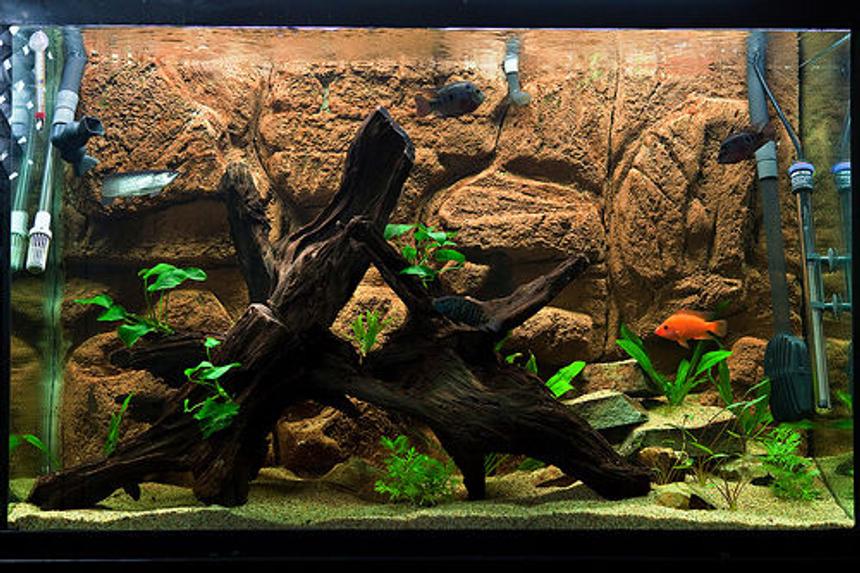 Rated #35: 110 Gallons Freshwater Fish Tank - SA/CA growout tank with diy background, malay driftwood, sand, low-light plants
Filtration: FX5, JBJ Reaction 4 w/UV