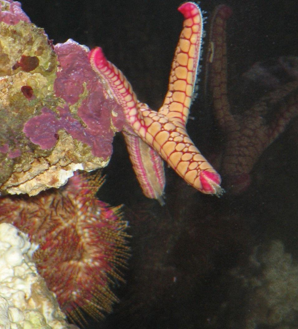 corals inverts - fromia sp. - marble sea star stocking in 125 gallons tank - Marble sea star hangin out