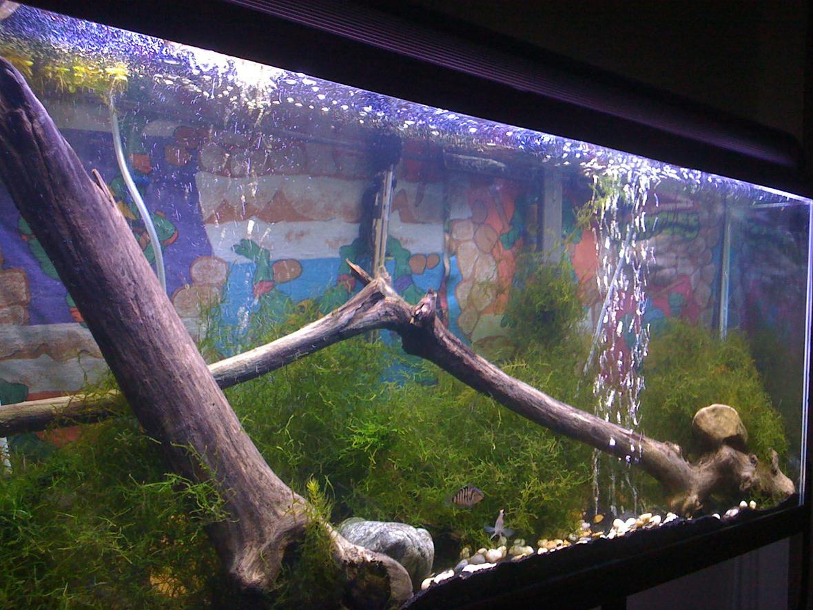 55 gallons planted tank (mostly live plants and fish) - This is my other tank With Convict Cichlids and (Pair)Red headed Geophagus 1 reg Plec and java moss and drift wood with some pots for hiding. Simple but beautiful. Thank you for looking.