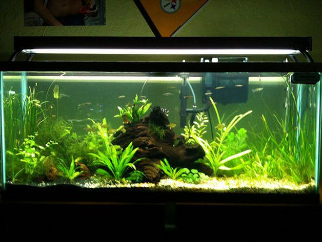 55 gallons planted tank (mostly live plants and fish) - 55 gallon planted