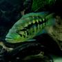 freshwater fish - parachromis dovii - wolf cichlid stocking in 150 gallons tank - Wolf Cichlid - Parachromis dovii