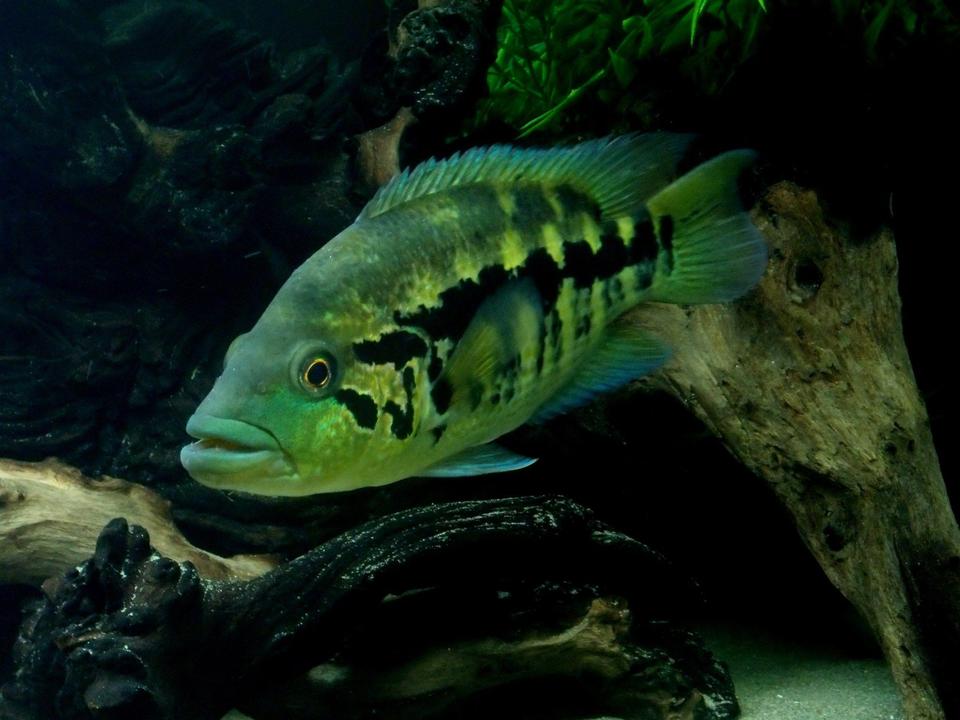 freshwater fish - parachromis dovii - wolf cichlid stocking in 150 gallons tank - Wolf Cichlid - Parachromis dovii