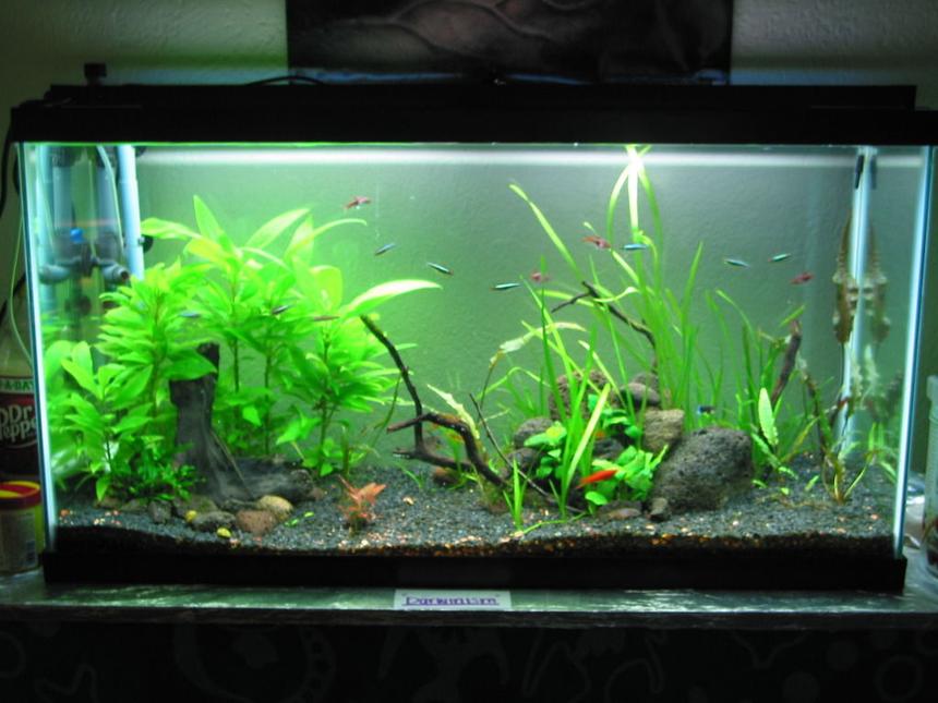 Rated #145: 10 Gallons Planted Tank - 38 Gallon Planted Tank