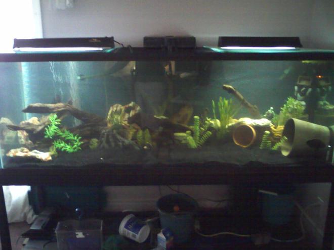 180 gallons freshwater fish tank (mostly fish and non-living decorations) - 180 gallon with a couple fish in it had 6 oscars but we sold them and starting over.