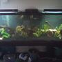 180 gallons freshwater fish tank (mostly fish and non-living decorations) - 180 gallon with a couple fish in it had 6 oscars but we sold them and starting over.