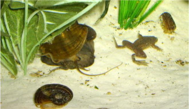 corals inverts - pomacea canaliculata - apple snail stocking in 36 gallons tank - here is Gypo my dwarf green Congo frog, the troublesome dude he is! along with  Rita my apple snail a 2 tiny rams horn snails