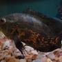 freshwater fish - astronotus ocellatus - tiger oscar stocking in 60 gallons tank - Tiger Oscar