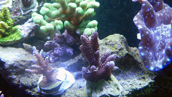 corals inverts - tridacna derasa - derasa clam stocking in 72 gallons tank - 1