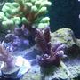 corals inverts - tridacna derasa - derasa clam stocking in 72 gallons tank - 1