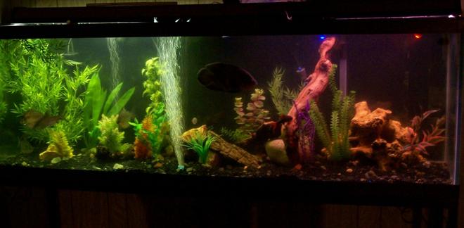 55 gallons freshwater fish tank (mostly fish and non-living decorations) - magnum 350 and Ehiem ecco canister filters.  My lighting is either made up of 5 Submersible LED lights 2 green, 2 blue, and one red in the volcano. Or two 20"  double bulb plant/aquarium light w/ or w/o already mentioned submerged LEDs.