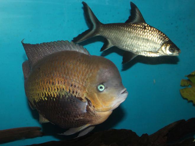 freshwater fish - balantiocheilus melanopterus - bala shark stocking in 200 gallons tank - My big Cichlid (Coota) and Bala Sharks