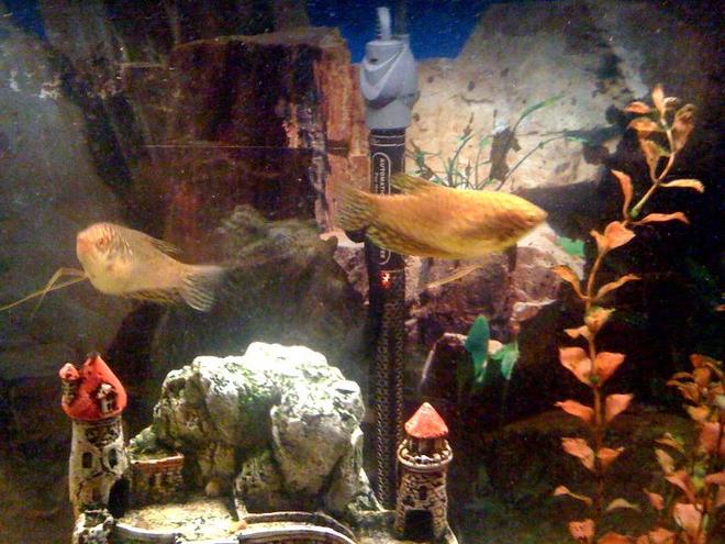 freshwater fish - trichogaster trichopterus - gold gourami stocking in 55 gallons tank - golden fishes