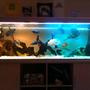 132 gallons freshwater fish tank (mostly fish and non-living decorations) - tropical tank with many fish,good filteration is the key