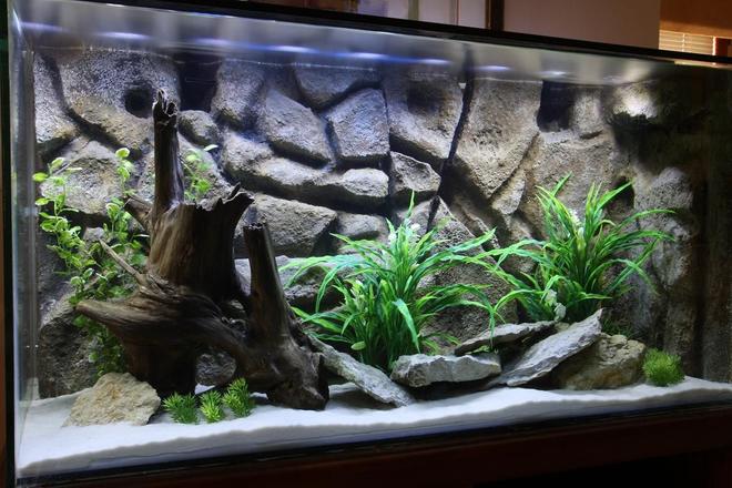 90 gallons freshwater fish tank (mostly fish and non-living decorations) - 90 gallon completely home-made