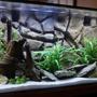 fish tank picture - 90 gallon completely home-made