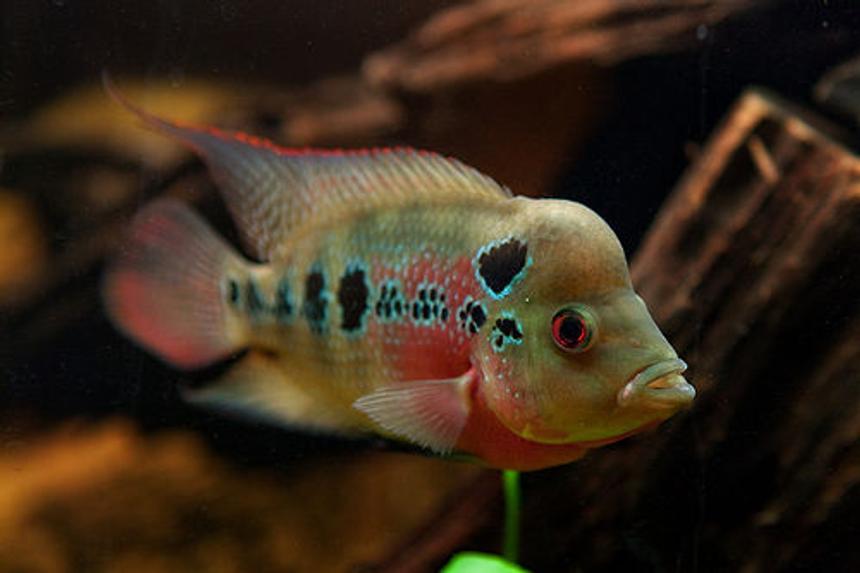 Rated #368: Freshwater Fish - Cichlasoma Sp. - Flower Horn Cichlid Stocking In 110 Gallons Tank - ZZ flowerhorn