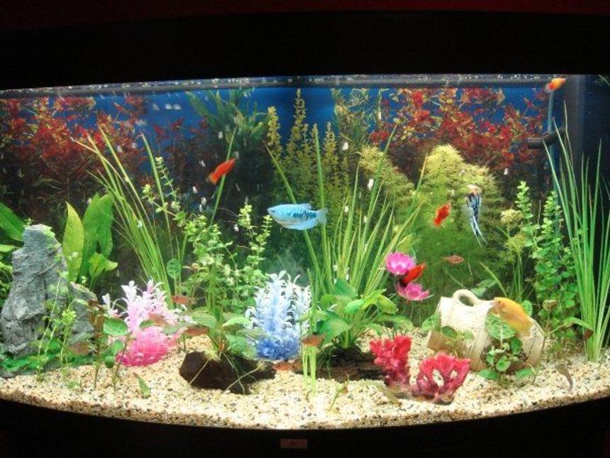 Rated #185: 55 Gallons Freshwater Fish Tank - old photo of my current tank, how it was first set up
