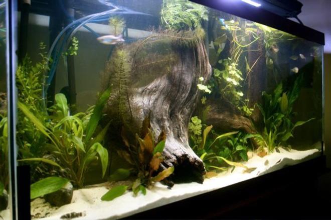 75 gallons freshwater fish tank (mostly fish and non-living decorations) - 80G