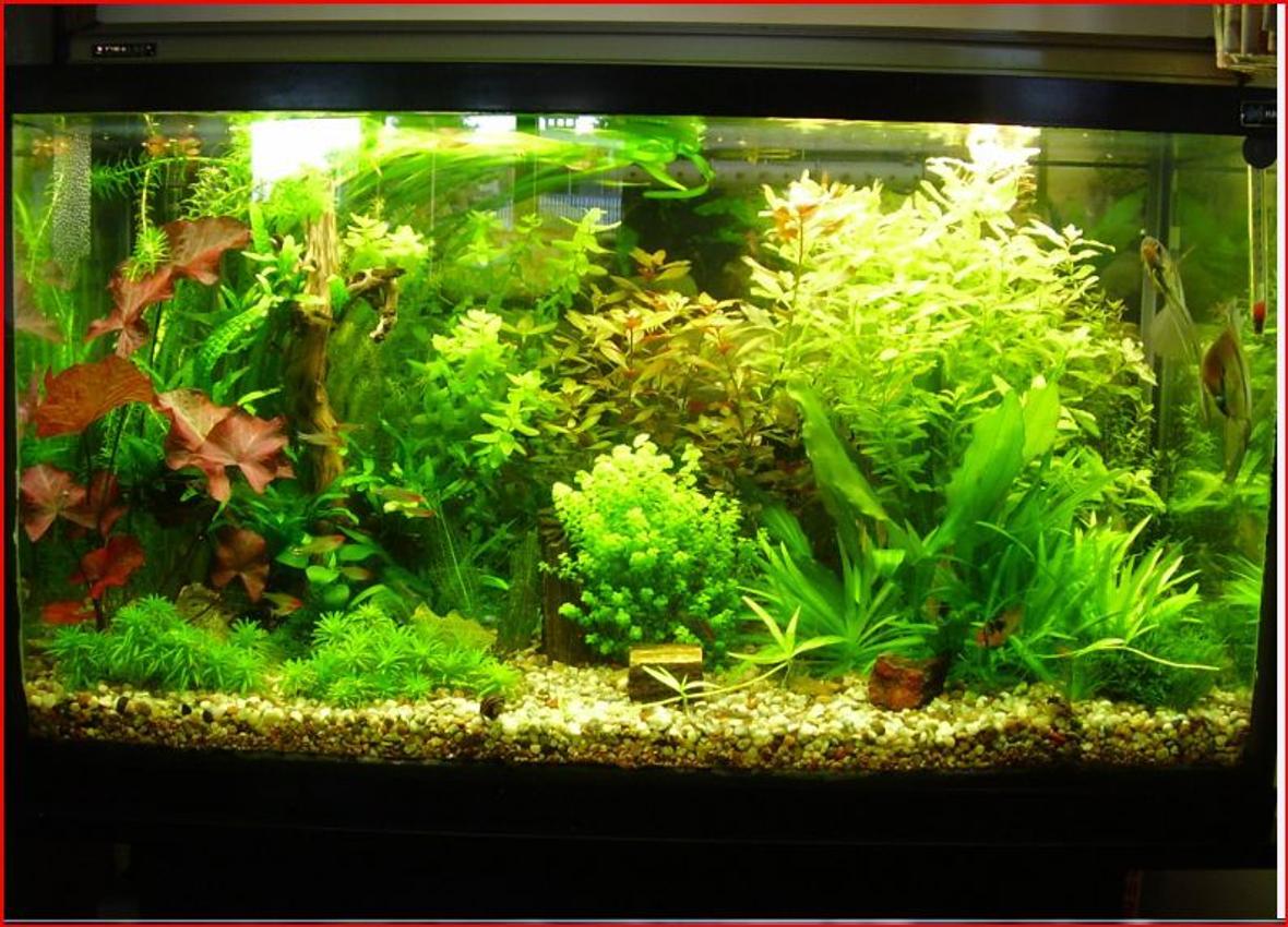 50 gallons planted tank (mostly live plants and fish) - just another pic