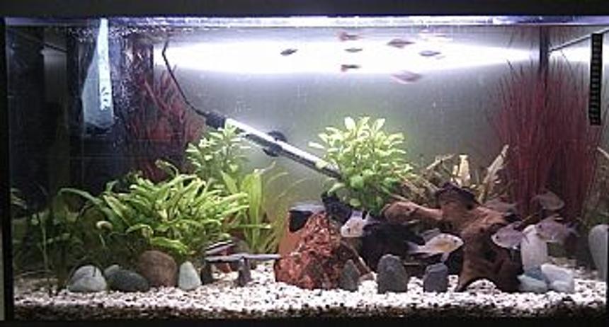 Rated #195: 25 Gallons Freshwater Fish Tank - My Tank