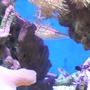 saltwater fish - oxycirrhites typus - longnose hawkfish stocking in 55 gallons tank - My Hawk fish peaking out