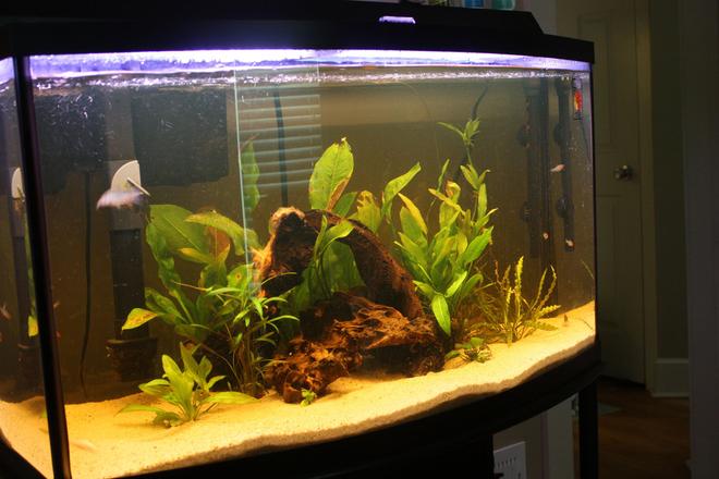 46 gallons planted tank (mostly live plants and fish) - 46