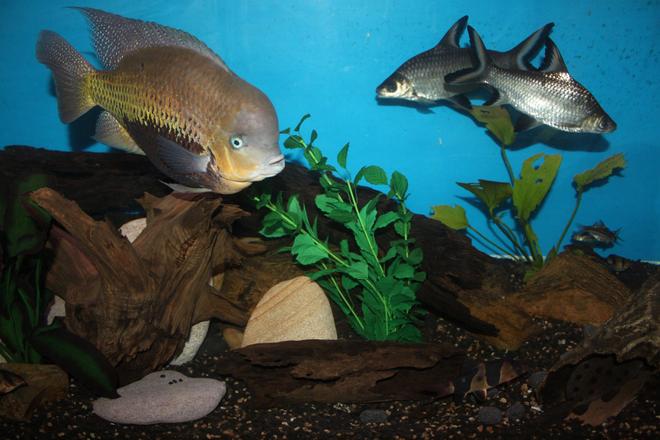 freshwater fish - balantiocheilus melanopterus - bala shark stocking in 200 gallons tank - My bala sharks, american cichlid, clown loaches, syno in the log and a few barbs in the back.