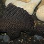 freshwater fish - glyptoperichthys gibbiceps - sailfin pleco (l-83) stocking in 200 gallons tank - my pleco