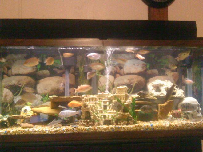 55 gallons freshwater fish tank (mostly fish and non-living decorations) - My Tank