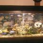 55 gallons freshwater fish tank (mostly fish and non-living decorations) - My Tank