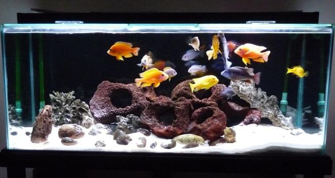 52 gallons freshwater fish tank (mostly fish and non-living decorations) - 4 foot Cichlid tank