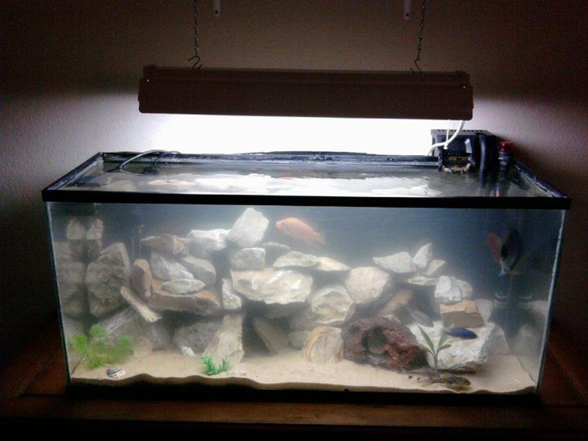 40 gallons freshwater fish tank (mostly fish and non-living decorations) - My 40 gallon cichlid biotope aquarium. Very dirty, just did partial water change and stirred up a lot of substrate.