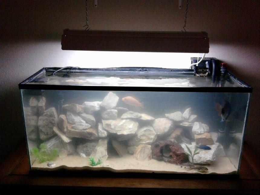 Rated #302: 40 Gallons Freshwater Fish Tank - My 40 gallon cichlid biotope aquarium. Very dirty, just did partial water change and stirred up a lot of substrate.