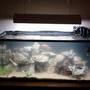 40 gallons freshwater fish tank (mostly fish and non-living decorations) - My 40 gallon cichlid biotope aquarium. Very dirty, just did partial water change and stirred up a lot of substrate.
