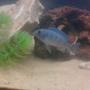 freshwater fish - metriaclima callainos - cobalt blue zebra cichlid stocking in 40 gallons tank