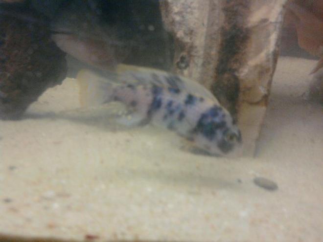 freshwater fish - labeotropheus fuelleborni - fuelleborni cichlid, orange blossom stocking in 40 gallons tank - Another Baby...