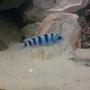 freshwater fish - metriaclima lombardoi - kenyi cichlid stocking in 40 gallons tank - Beautiful...