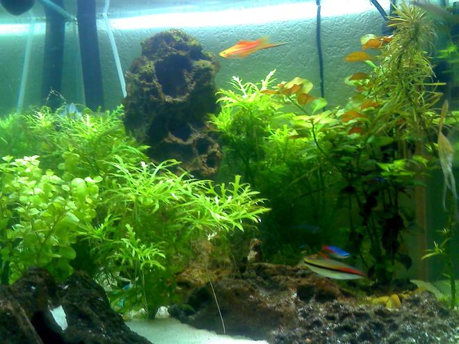 20 gallons planted tank (mostly live plants and fish) - Enlarge The Image
Try An Find..................
Glass Catfish,
Green mushroom,
Tiki Statue, 
2 Neons,
1 Guppy,
Baby yellow Snail.