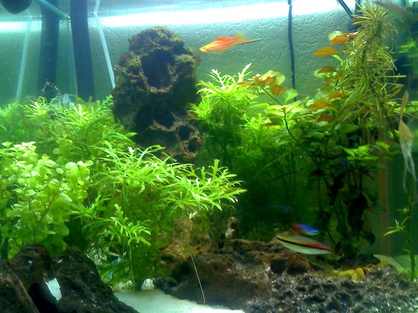 Rated #102: 20 Gallons Planted Tank - Enlarge The Image
Try An Find..................
Glass Catfish,
Green mushroom,
Tiki Statue, 
2 Neons,
1 Guppy,
Baby yellow Snail.