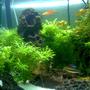 20 gallons planted tank (mostly live plants and fish) - Enlarge The Image Try An Find.................. Glass Catfish, Green mushroom, Tiki Statue, 2 Neons, 1 Guppy, Baby yellow Snail.