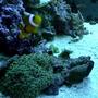 corals inverts - euphyllia paradivisa - frogspawn coral - my clown, frogspawn, trumpet, and lettuse leather.