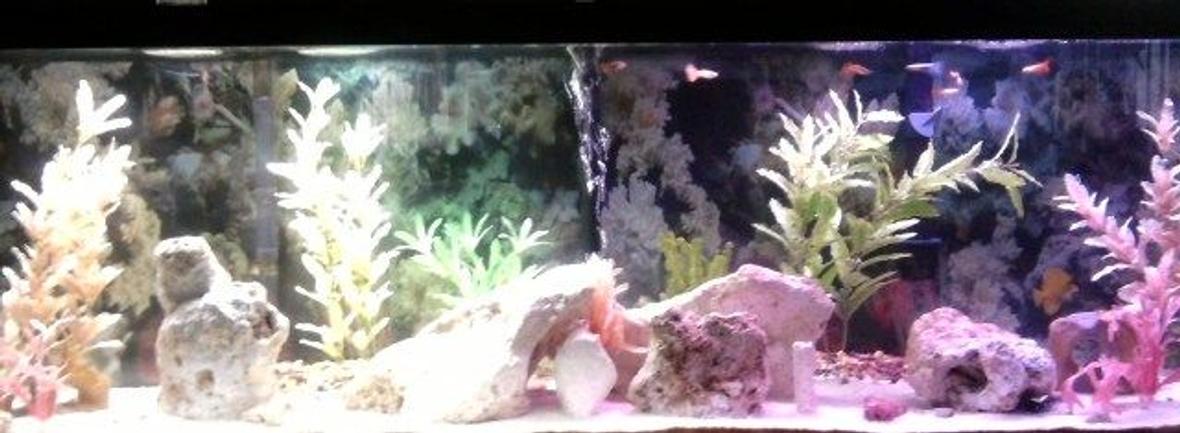 125 gallons freshwater fish tank (mostly fish and non-living decorations) - Whole 125gallons of Tank