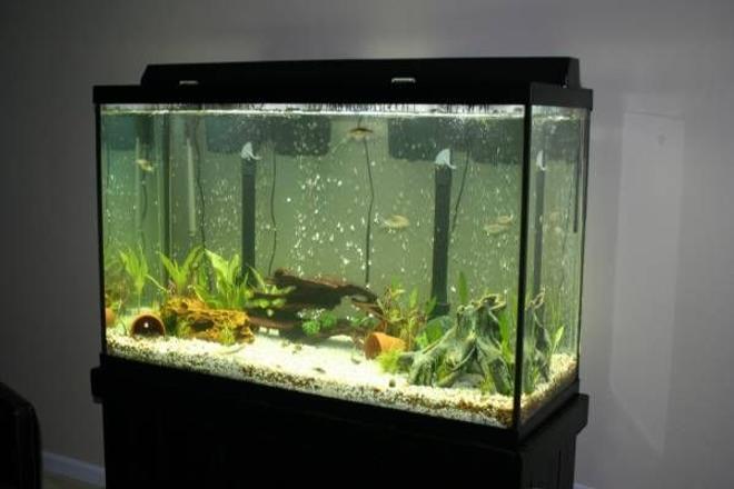 110 gallons planted tank (mostly live plants and fish) - A pic of my 110 gallon planted tank.