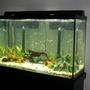 110 gallons planted tank (mostly live plants and fish) - A pic of my 110 gallon planted tank.
